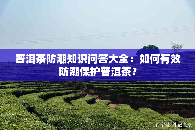 普洱茶防潮知识问答大全：如何有效防潮保护普洱茶？