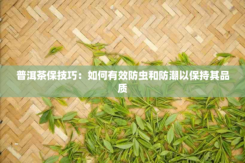 普洱茶保技巧：如何有效防虫和防潮以保持其品质