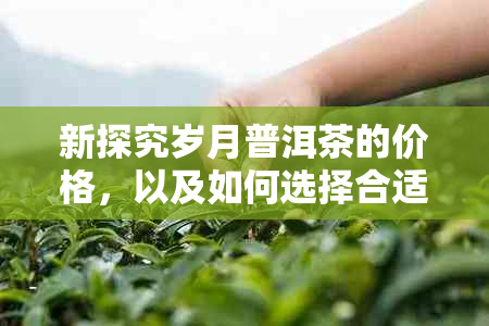 新探究岁月普洱茶的价格，以及如何选择合适的品质