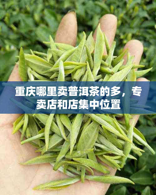 重庆哪里卖普洱茶的多，专卖店和店集中位置