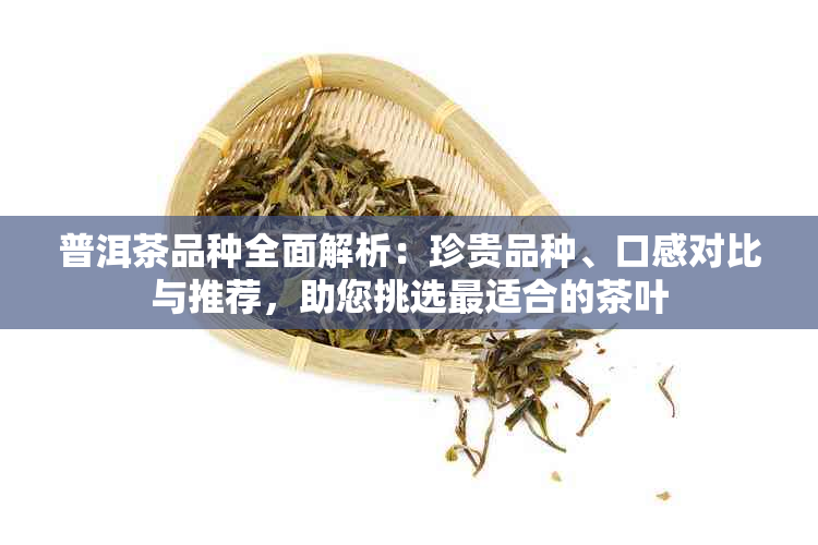 普洱茶品种全面解析：珍贵品种、口感对比与推荐，助您挑选最适合的茶叶