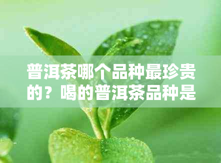 普洱茶哪个品种最珍贵的？喝的普洱茶品种是什么？