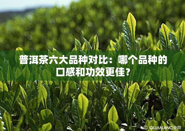 普洱茶六大品种对比：哪个品种的口感和功效更佳？