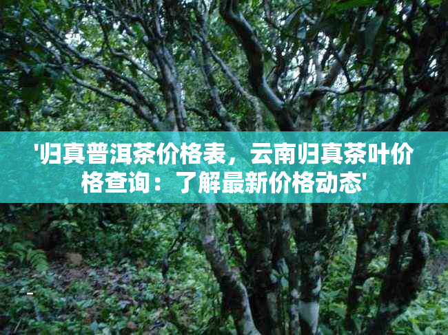 '归真普洱茶价格表，云南归真茶叶价格查询：了解最新价格动态'