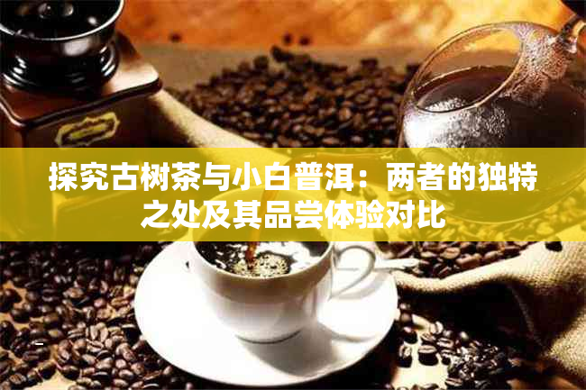 探究古树茶与小白普洱：两者的独特之处及其品尝体验对比