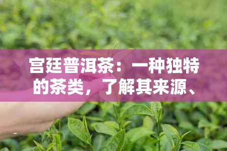 宫廷普洱茶：一种独特的茶类，了解其来源、制作工艺及功效