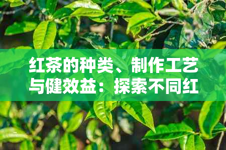 红茶的种类、制作工艺与健效益：探索不同红茶的功效与作用