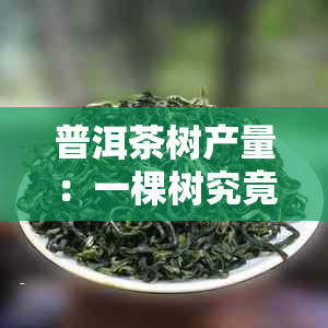 普洱茶树产量：一棵树究竟能生产多少茶叶？