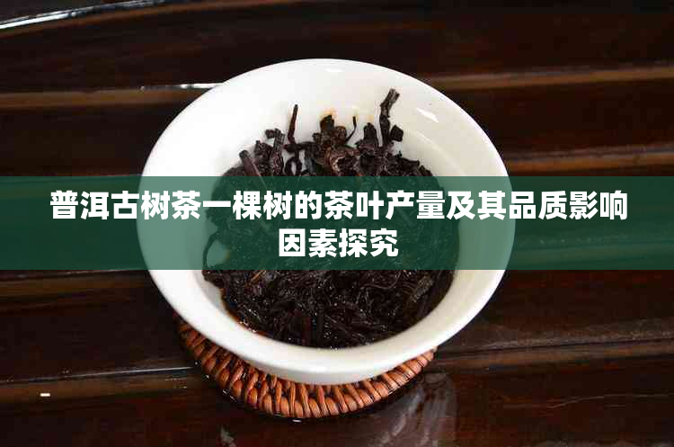 普洱古树茶一棵树的茶叶产量及其品质影响因素探究