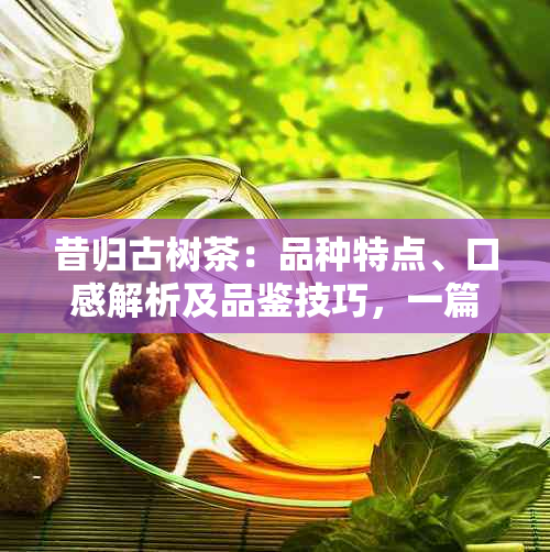 昔归古树茶：品种特点、口感解析及品鉴技巧，一篇全面了解的文章