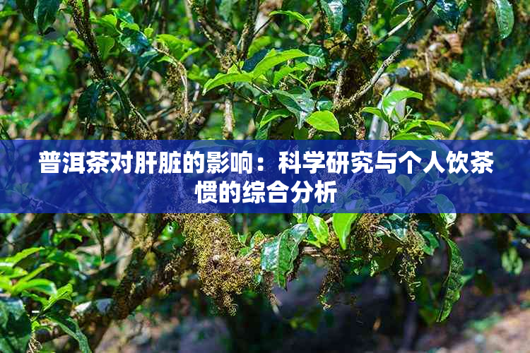 普洱茶对肝脏的影响：科学研究与个人饮茶惯的综合分析