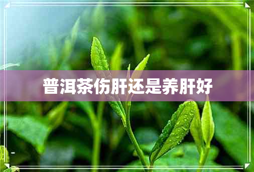 普洱茶伤肝还是养肝好