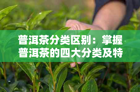 普洱茶分类区别：掌握普洱茶的四大分类及特点