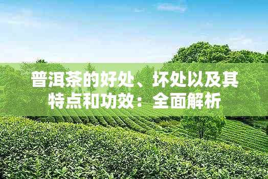 普洱茶的好处、坏处以及其特点和功效：全面解析