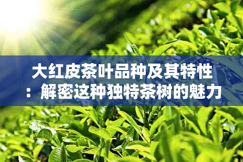 大红皮茶叶品种及其特性：解密这种独特茶树的魅力