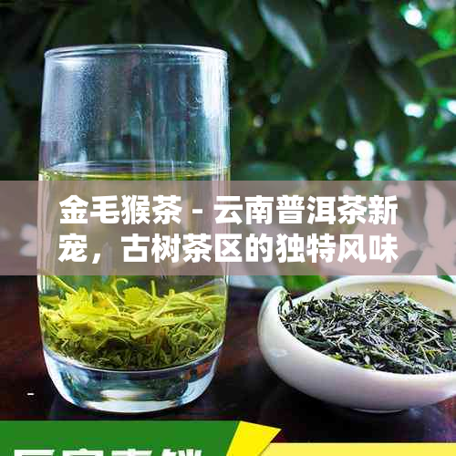 金毛猴茶 - 云南普洱茶新宠，古树茶区的独特风味，品鉴与收藏的理想选择