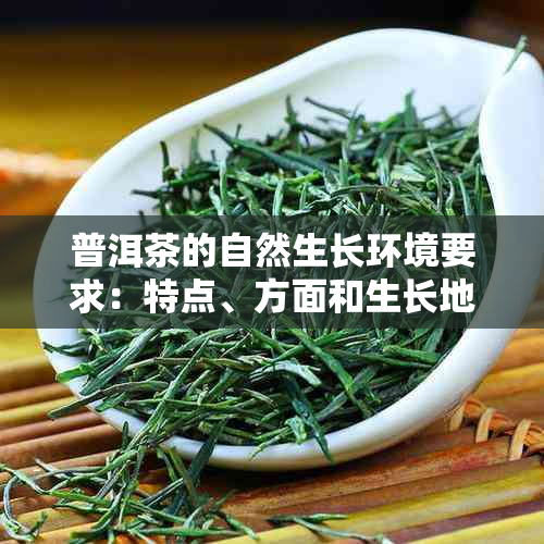 普洱茶的自然生长环境要求：特点、方面和生长地