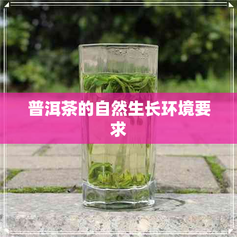 普洱茶的自然生长环境要求