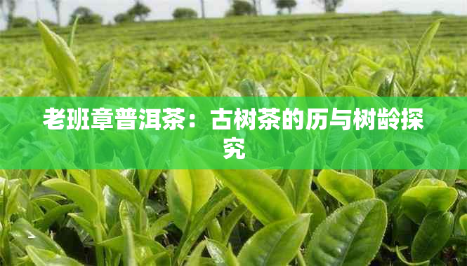 老班章普洱茶：古树茶的历与树龄探究