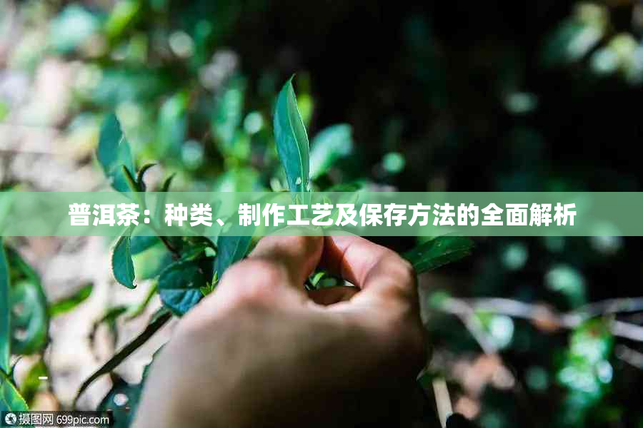 普洱茶：种类、制作工艺及保存方法的全面解析