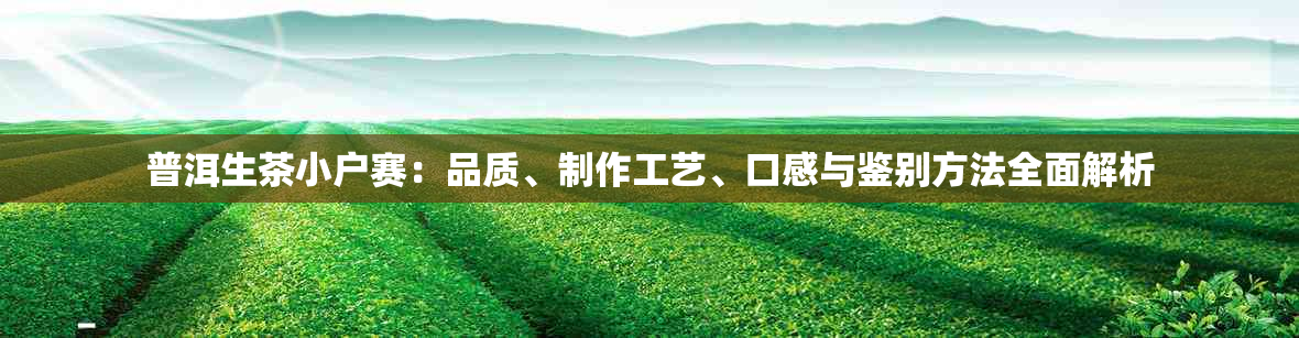 普洱生茶小户赛：品质、制作工艺、口感与鉴别方法全面解析