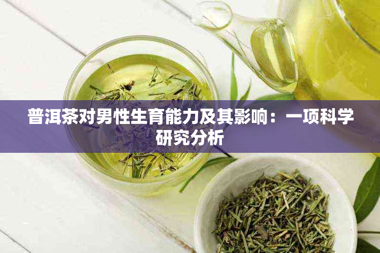 普洱茶对男性生育能力及其影响：一项科学研究分析