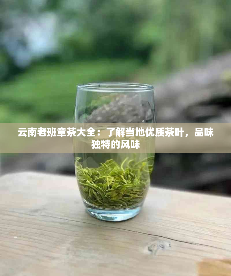 云南老班章茶大全：了解当地优质茶叶，品味独特的风味