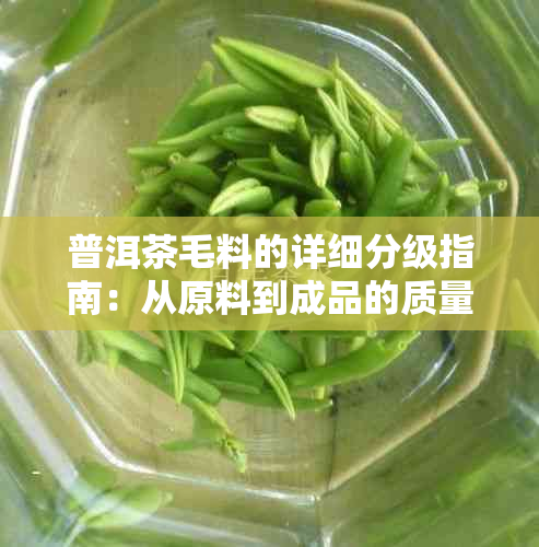 普洱茶毛料的详细分级指南：从原料到成品的质量把控