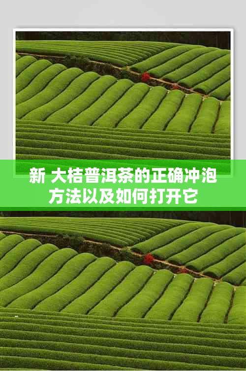 新 大桔普洱茶的正确冲泡方法以及如何打开它