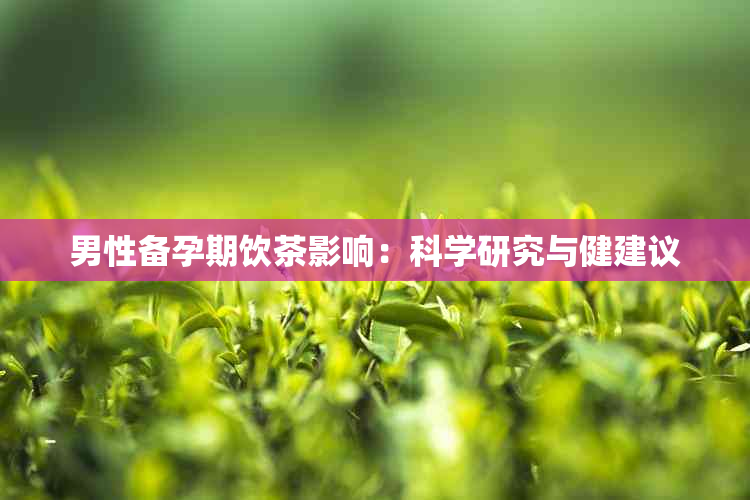 男性备孕期饮茶影响：科学研究与健建议