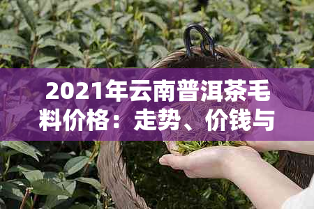 2021年云南普洱茶毛料价格：走势、价钱与价值分析