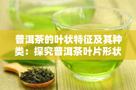 普洱茶的叶状特征及其种类：探究普洱茶叶片形状与品质的关系