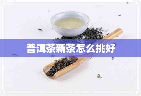 普洱茶新茶怎么挑好