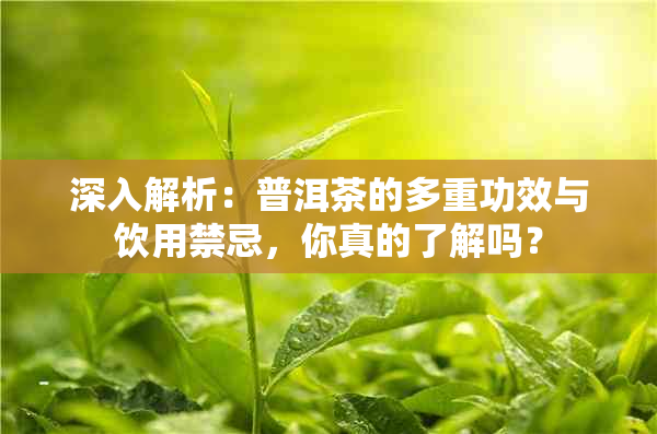 深入解析：普洱茶的多重功效与饮用禁忌，你真的了解吗？