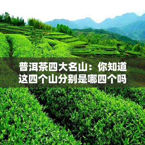 普洱茶四大名山：你知道这四个山分别是哪四个吗？