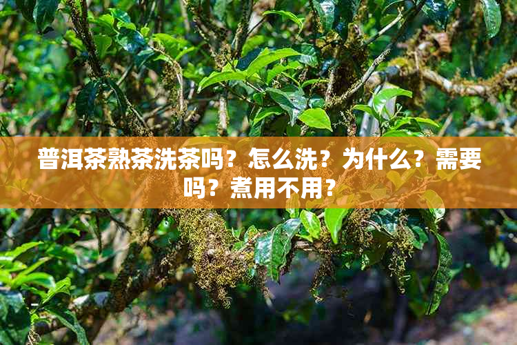 普洱茶熟茶洗茶吗？怎么洗？为什么？需要吗？煮用不用？