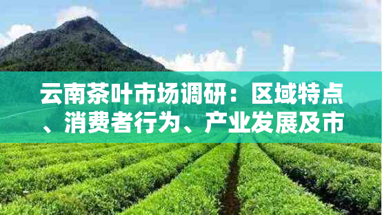 云南茶叶市场调研：区域特点、消费者行为、产业发展及市场趋势的综合分析