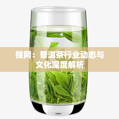 搜网：普洱茶行业动态与文化深度解析