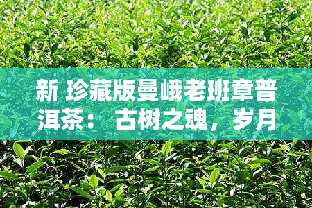 新 珍藏版曼峨老班章普洱茶： 古树之魂，岁月沉淀的香气