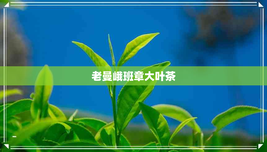 老曼峨班章大叶茶