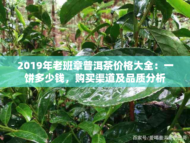 2019年老班章普洱茶价格大全：一饼多少钱，购买渠道及品质分析