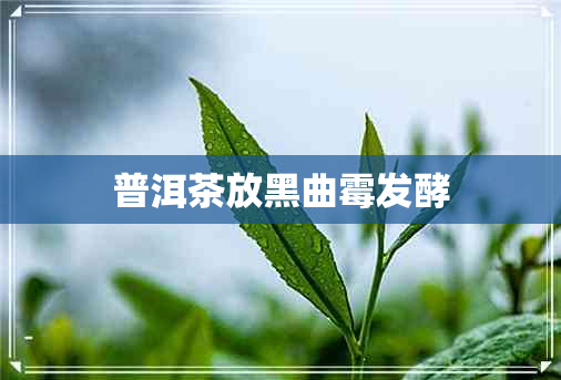 普洱茶放黑曲霉发酵