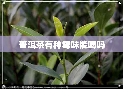 普洱茶有种霉味能喝吗