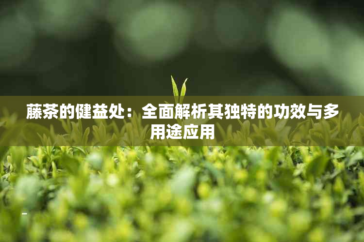 藤茶的健益处：全面解析其独特的功效与多用途应用