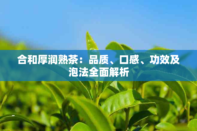 合和厚润熟茶：品质、口感、功效及泡法全面解析