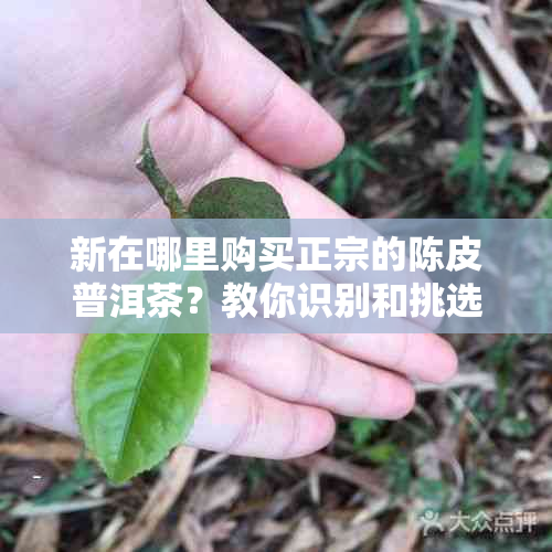 新在哪里购买正宗的陈皮普洱茶？教你识别和挑选方法