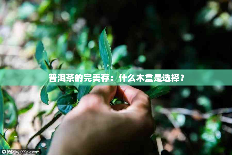 普洱茶的完美存：什么木盒是选择？