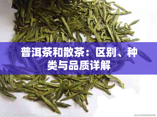 普洱茶和散茶：区别、种类与品质详解