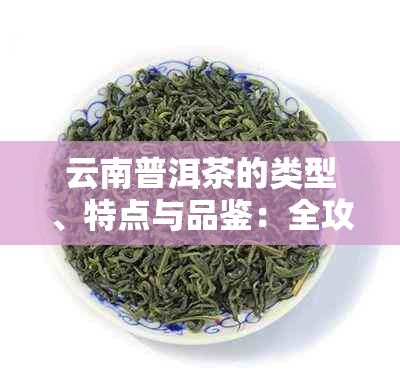 云南普洱茶的类型、特点与品鉴：全攻略