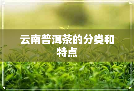 云南普洱茶的分类和特点